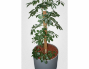 Kokosová tyč 80 cm