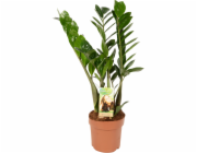 - PĚSTUJTE BY OBI ZZ Rostlina (Zamioculcas zamiifolia) Výška cca 6570 cm Průměr květináče 17 cm