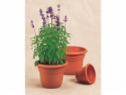 Florus Květináč Fiore Alessia O 35 cm terakota