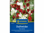 Kiepenkerl sladký hrášek „Oheň a led“ Lathyrus odoratus
