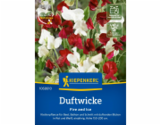 Kiepenkerl sladký hrášek „Oheň a led“ Lathyrus odoratus