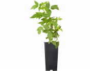 GROW by OBI Organic Malina "Heritage" Červená Výška cca 20 - 30 cm Květináč cca 2 l Rubus