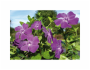 Sonstige Vždyzelená rostlina "Atropurpurea" Červenofialová Průměr květináče cca 9 cm Vinca minor