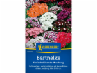 Kiepenkerl Sweet William "Směs jednokvětých" vícebarevná