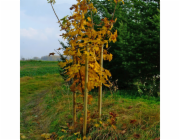 Tlakově upravený stromový kůl, O 6 cm x 100 cm