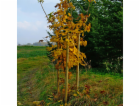 Tlakově upravený stromový kůl, O 6 cm x 250 cm