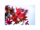 GROW by OBI OBI Japonský javor "Atropurpureum" Červená ná...