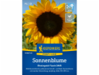 Kiepenkerl Sunflower "Rheingold Flash DMR" F1 Hybrid Heli...