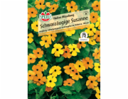 Sperli Black-eyed Susan "Orange with Eye" Thunbergia alata