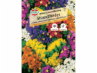 Sperli Sea Levandule "Colorita" Směs Limonium sinuatum