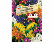 Sperli Sea Levandule "Colorita" Směs Limonium sinuatum