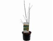 Javor polní, výška cca 40-60 cm, květináč cca 3 l, Acer campestre