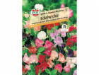 Sperli Sweet Pea "Sperli s Gigantea Mix" Lathyrus odoratus