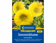 Kiepenkerl Slunečnice "Gummy Bear" Helianthus annuus