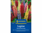 Lupinus polyphyllus - lupina Kiepenkerl