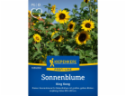 Kiepenkerl slunečnice "King Kong" Helianthus annuus