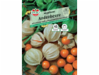 Sperli andské bobule "Inca švestka" (Physalis peruviana)
