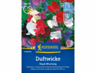 Kiepenkerl Sweet Pea "Royal Mix" Lathyrus odoratus