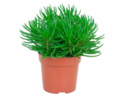 Hrnec na hlodavce - průměr cca 10,5 cm, Senecio Himalaya