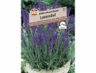 Sperli levandule "Sperli s Blue Wonder" Fialová
