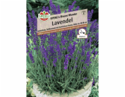 Sperli levandule "Sperli s Blue Wonder" Fialová