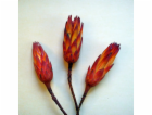 Protea repens Sugarbush Red 3 kusy