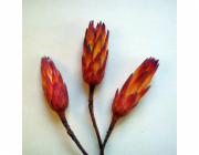 Protea repens Sugarbush Red 3 kusy