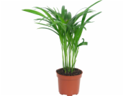 Areková palma, výška cca 40-45 cm, průměr květináče cca 10,5 cm, Dypsis lutescens