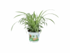 GROW by OBI Vital Food Pavoučí lilie Variegatum v květiná...