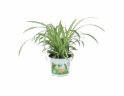 GROW by OBI Vital Food Pavoučí lilie Variegatum v květináči - cca 12 cm Chlorophytum comosum