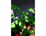 - Rostlina švýcarského sýra GROW by OBI (Schärzblatt) Výška cca 6075 cm O květináče cca 17 cm Monstera Deliciosa