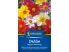 Kiepenkerl Dahlia "Mignon Mix" Dahlia