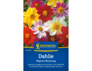 Kiepenkerl Dahlia "Mignon Mix" Dahlia