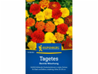 Kiepenkerl Tagetes "Bonita Mix" Vícebarevné