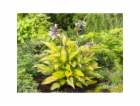 GROW by OBI Hosta žluto-panašovaný květináč , cca 17 cm