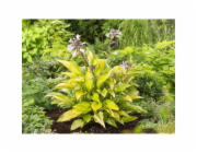 GROW by OBI Hosta žluto-panašovaný květináč , cca 17 cm