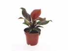 GROW by OBI PĚSTUJTE SI OD OBI Tree Philodendron Sunlight...
