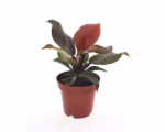 7337574