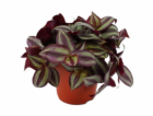 GROW by OBI Spiderwort "Violet" květináč - cca 12 cm