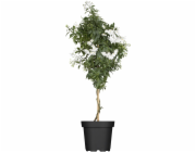 Bílý letní jasmín, výška stonku cca 40-60 cm, průměr květináče cca 17 cm, Solanum jasminoides