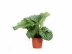 GROW by OBI Květináč s kulatými listy Modlitba - cca 14 cm
