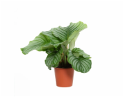 GROW by OBI Květináč s kulatými listy Modlitba - cca 14 cm