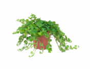 GROW by OBI Zakrslá paprika "Rotundifolia" průměr květináče cca 10,5 cm Peperomia