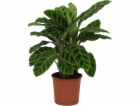 GROW by OBI Prayer Plant "Zebrina" Výška 50 - 55 cm Průmě...