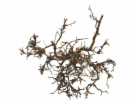 Lucky Reptile Desert Bushes Přírodní cca 25-40 cm