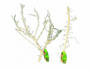 Lucky Reptile Coral Wood 30-50 cm
