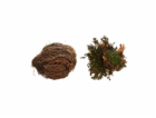 Lucky Reptile "Rose of Jericho"