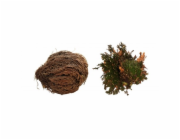 Lucky Reptile "Rose of Jericho"