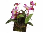 Lucky Reptile Jungle Plants kvetoucí Závěsná orchidej - p...