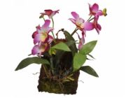 Lucky Reptile Jungle Plants kvetoucí Závěsná orchidej - purpurová cca 20x30 cm